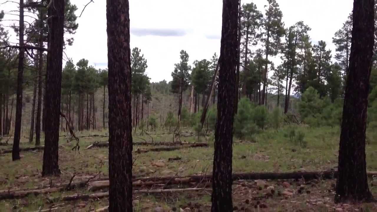 Apache-Sitgreaves National Forest, Arizona — tall ponderosa pines, cleared undergrowth, overcast sky